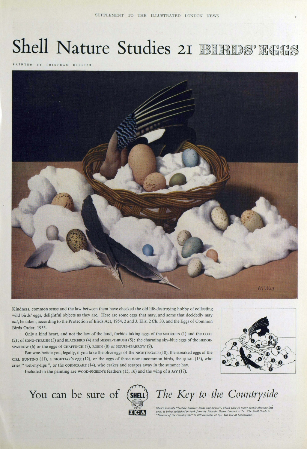 shell advert birds eggs